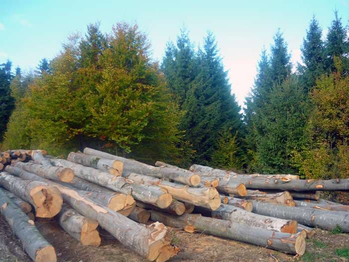Worrying statistics in Romania: Number of illegal logging cases goes up to nearly 100 per day
