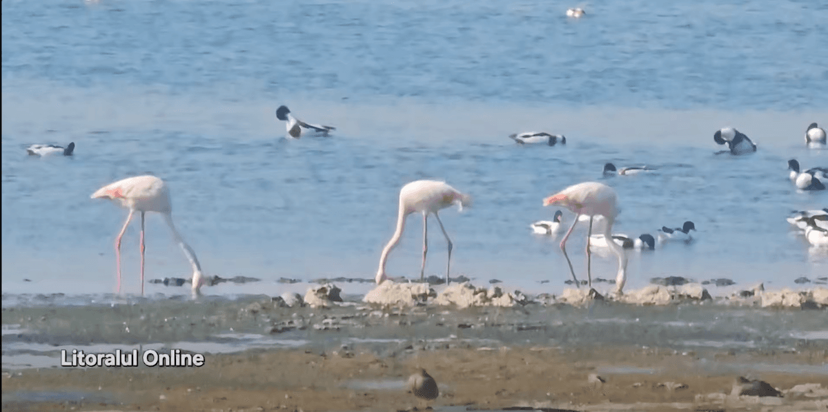 Flamingos spotted on Lake Techirghiol.