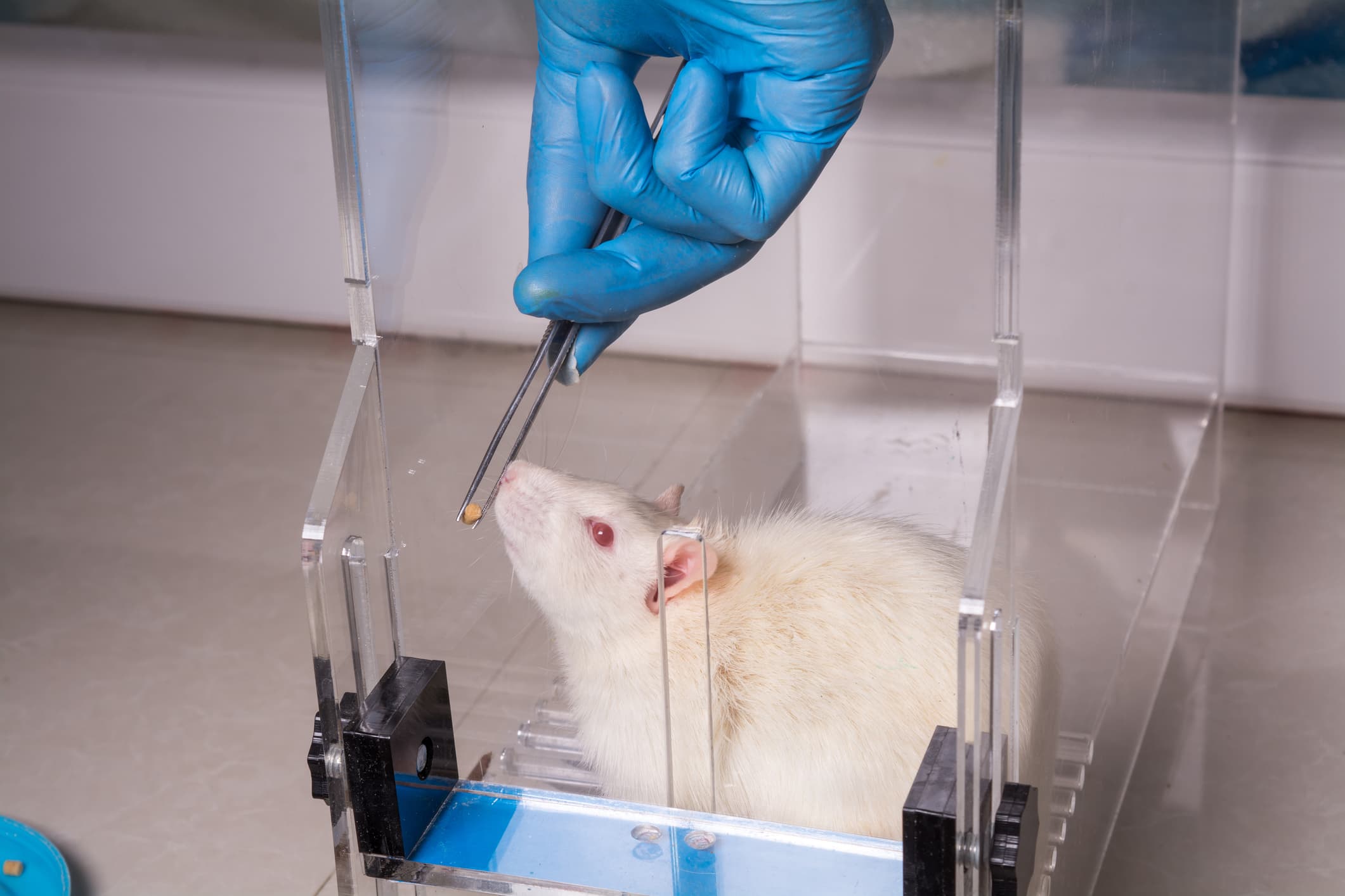 Lab mouse undergoing tests.