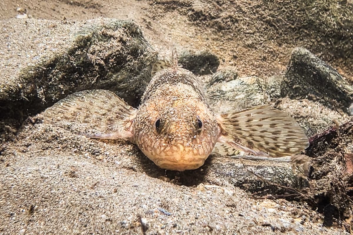 Asprete photographed in the Vâlsan River on September 23, 2026.