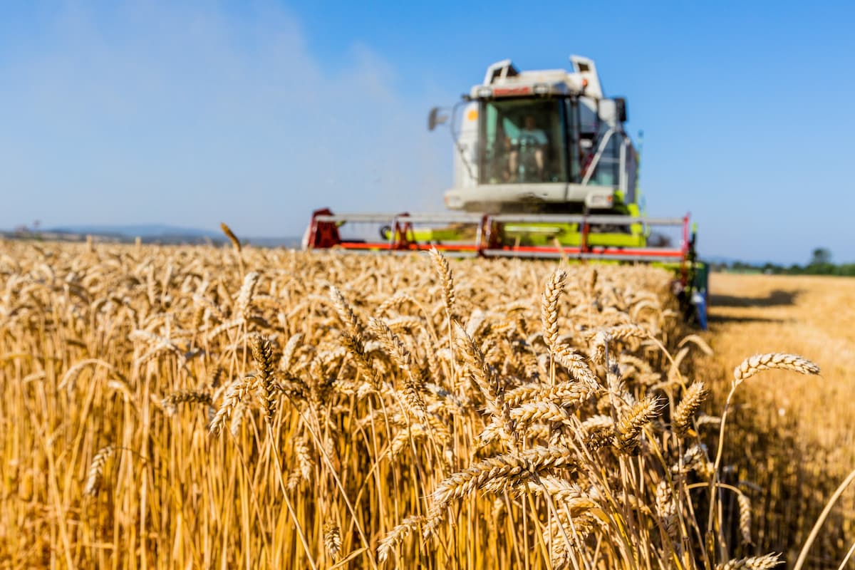 Wheat harvesting.