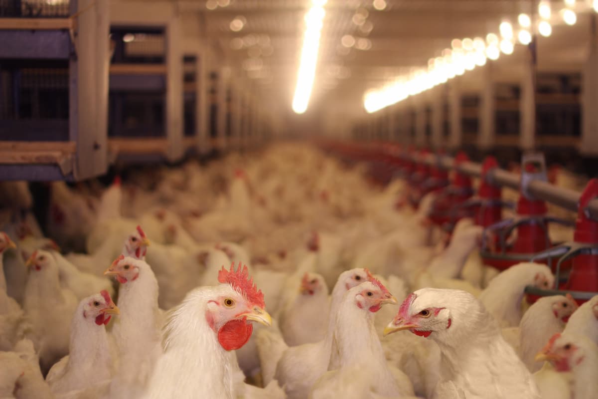 Chicken farm - illustration.
