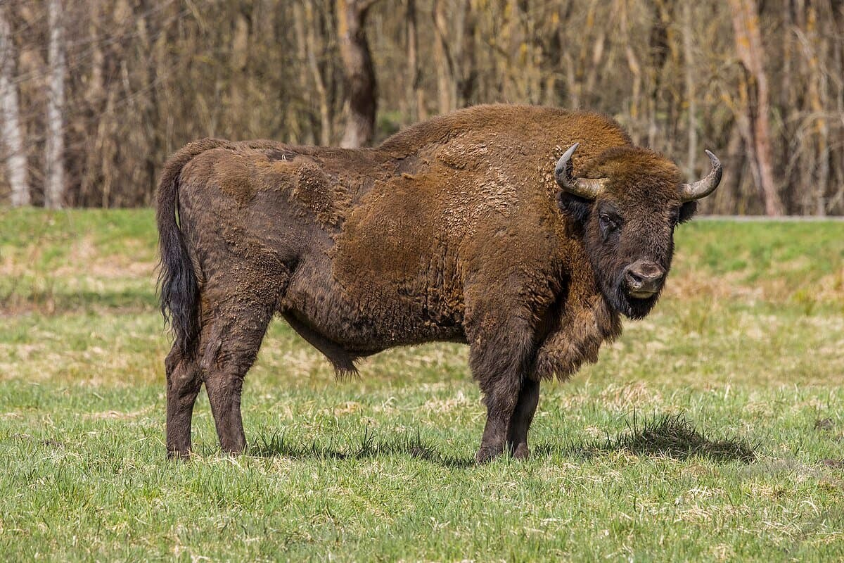 Bison in a natural reservation.