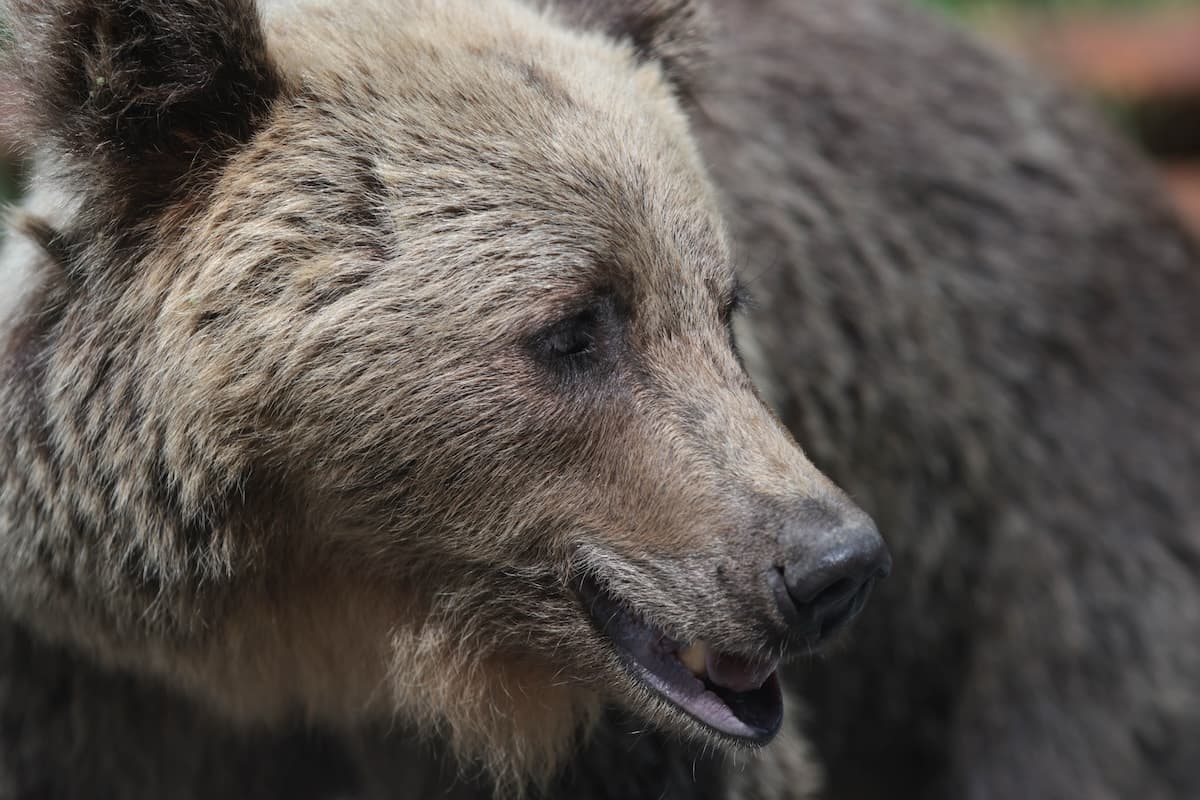 Bear in Romania.