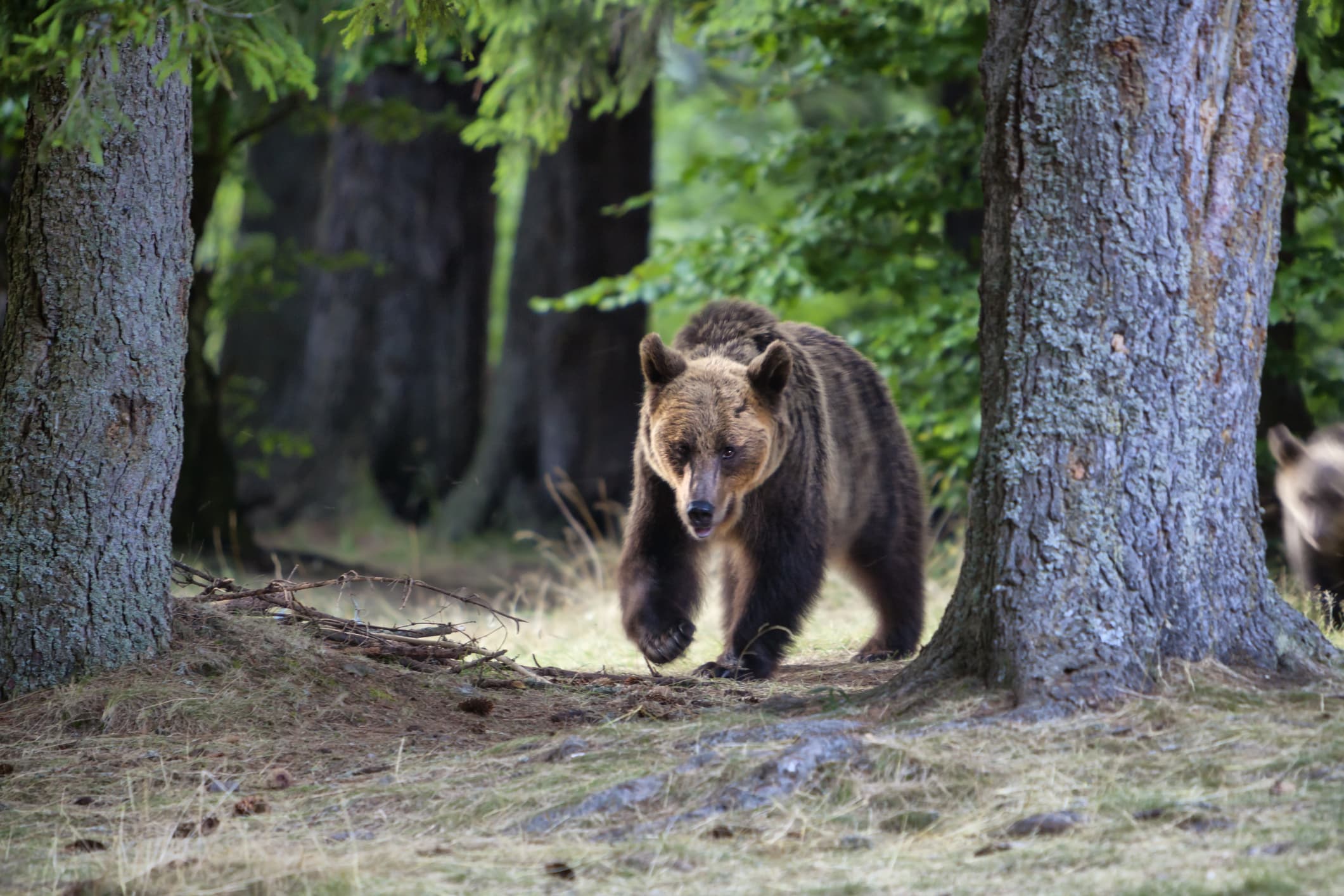 Central Romania: Bear chased for two hours through Sibiu’s central neighborhoods