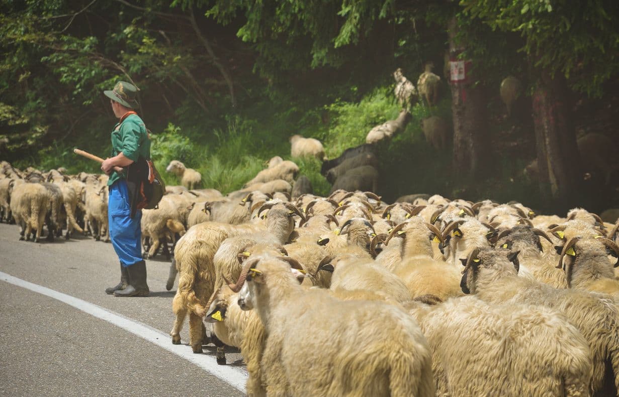 Romania seeks to regain sheep export rights after EU extends restrictions