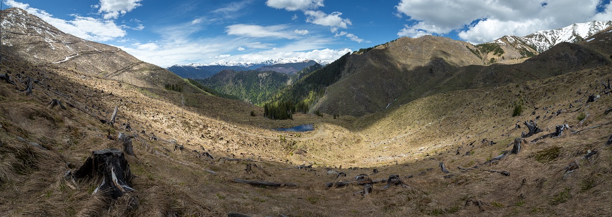 Nature NGO to reforest 100 hectares in Romania’s Făgăraș Mountains