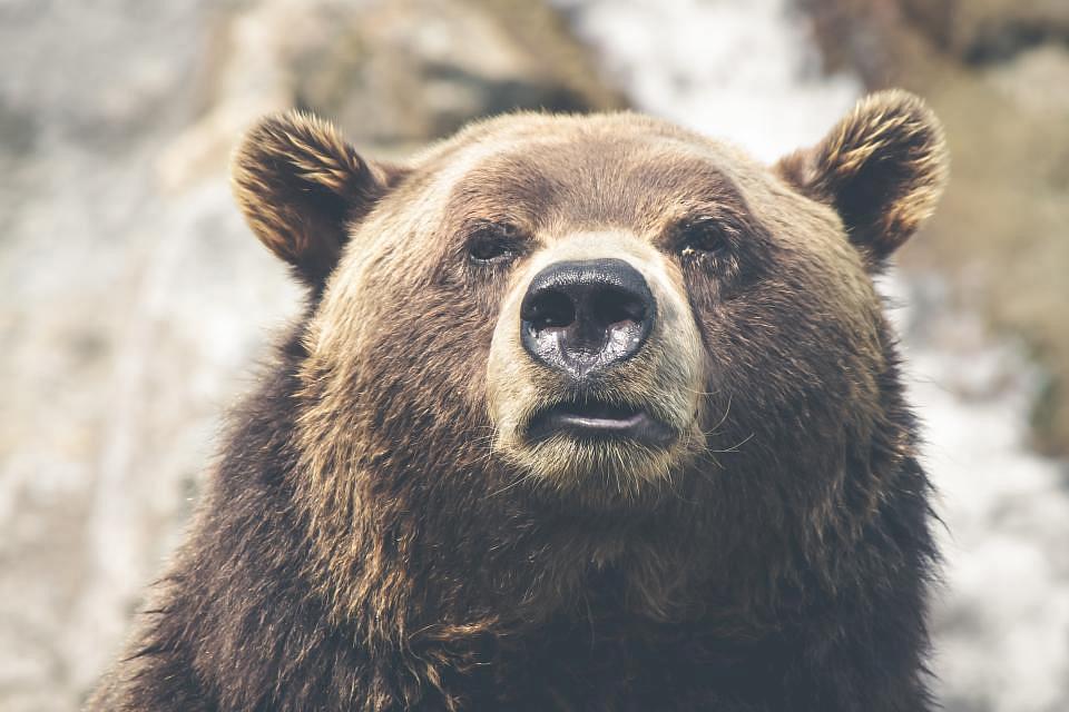 Brown Bear Alerts In Popular Romanian Mountain Resort Romania Insider
