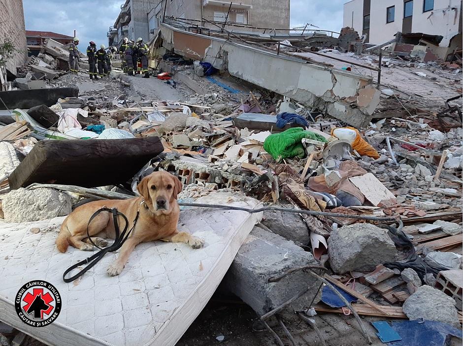 Romanian Rescue Dogs Help Search For Victims Of Earthquake In Albania Romania Insider Romanian Rescue Dogs Help Search For Victims Of Earthquake In Albania Romania Insider
