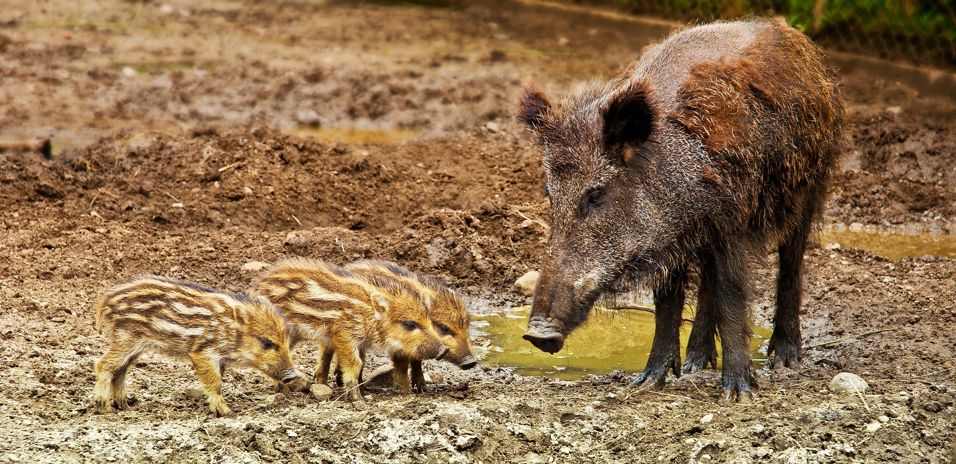 Nature In Făgăraș Mountains The Wild Boar In Romania Romania Insider