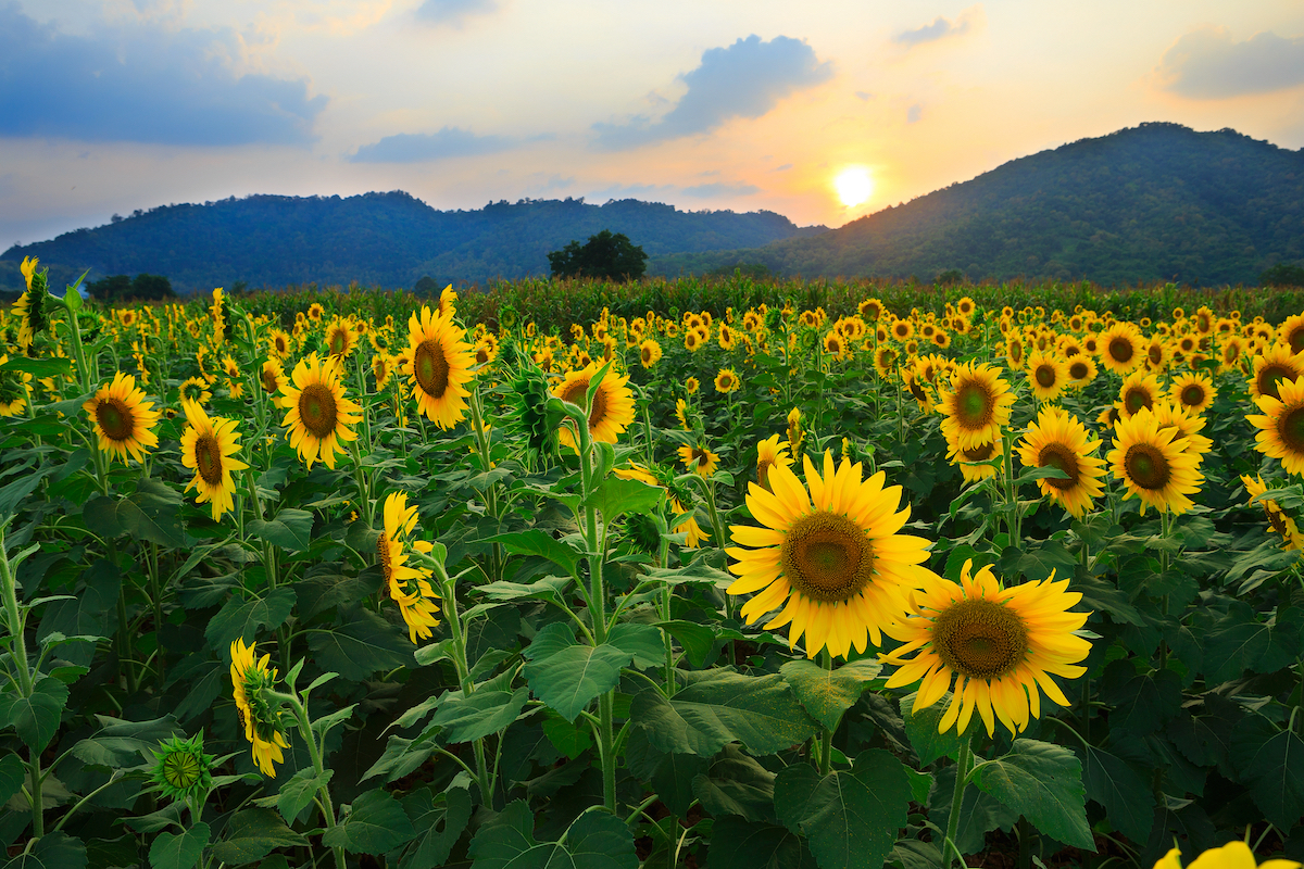 Ministru: România produce de zece ori mai multe semințe de floarea soarelui decât are nevoie