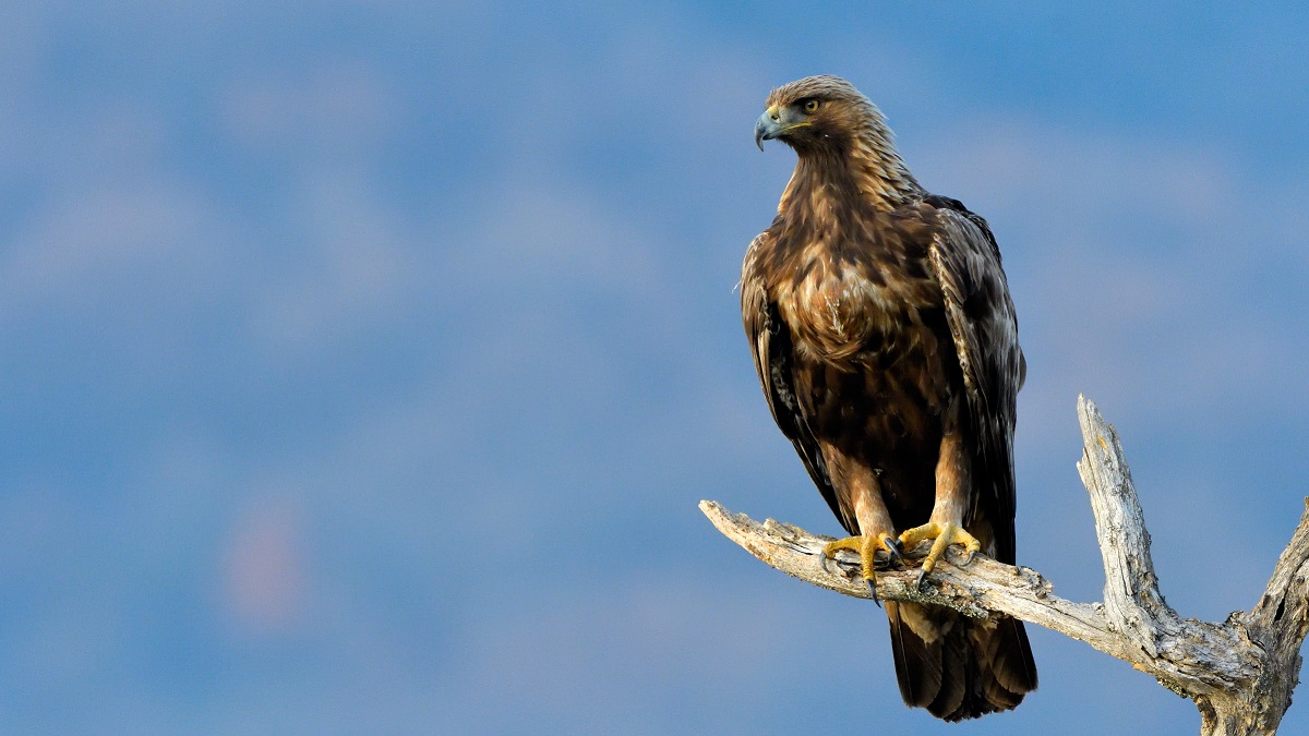 Nature in Făgăraș Mountains: The golden eagle in Romania | Romania Insider