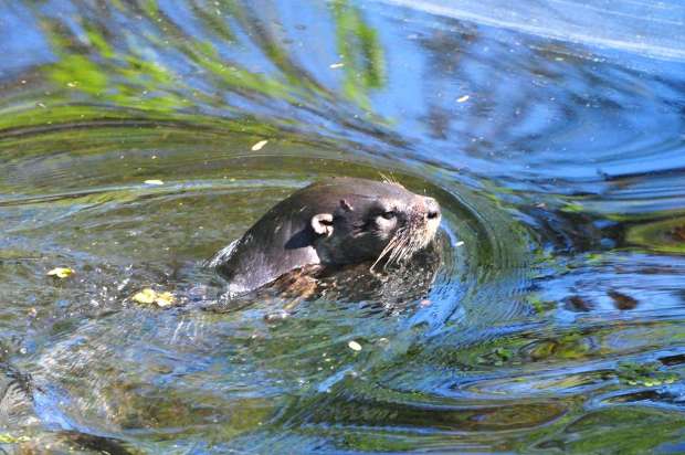 WWF: Otter behavior, still the best natural barometer for mountain ...