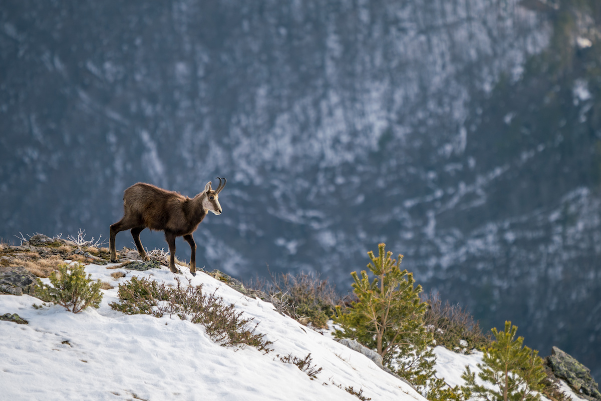 Nature In Făgăraș Mountains The Chamois In Romania Romania Insider