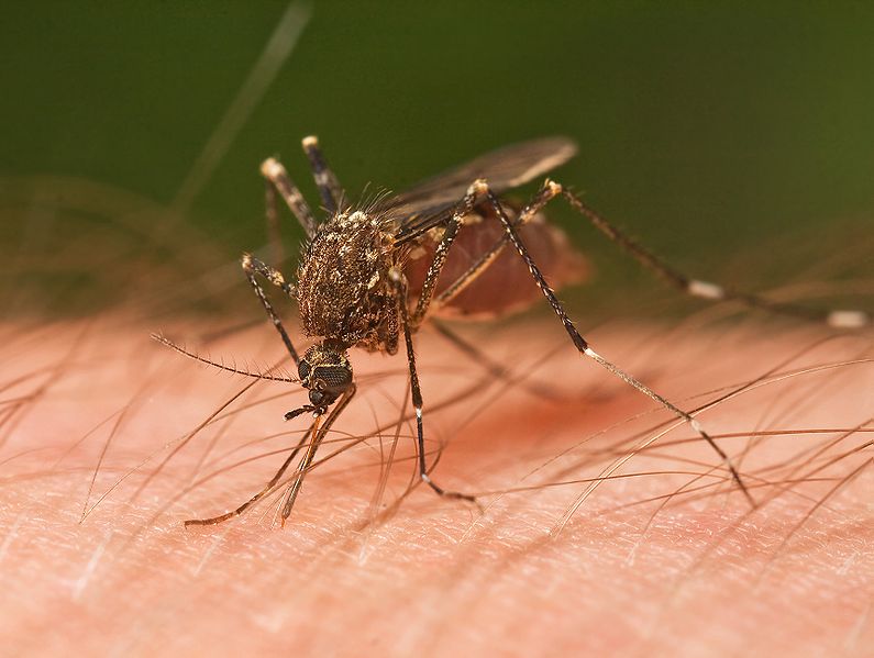 Romania Sees 215 Cases Of West Nile Virus Infection 25 Deaths This Season Romania Insider