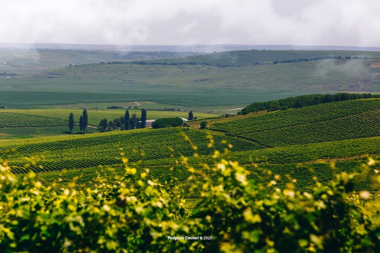 Cotnari vineyard