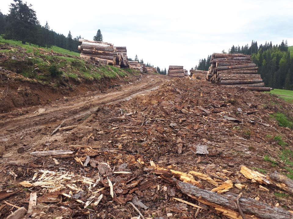 Romania illegal logging Authorities censor scientific report that