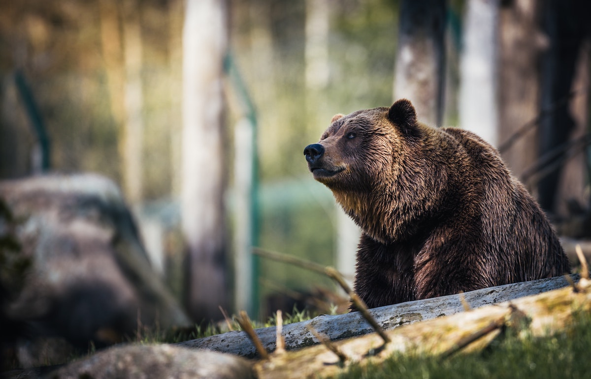 Canadian Attacked By Bear While Camping In Romanian Mountain Resort Romania Insider