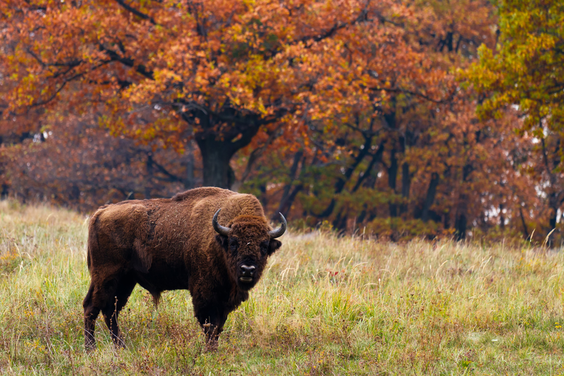 The Guardian feature reveals how an environmental NGO aims to create “Yellowstone for Europe” in Romania