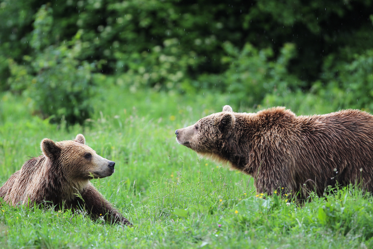 First bear-resistant bins in Romania installed in Transylvania town