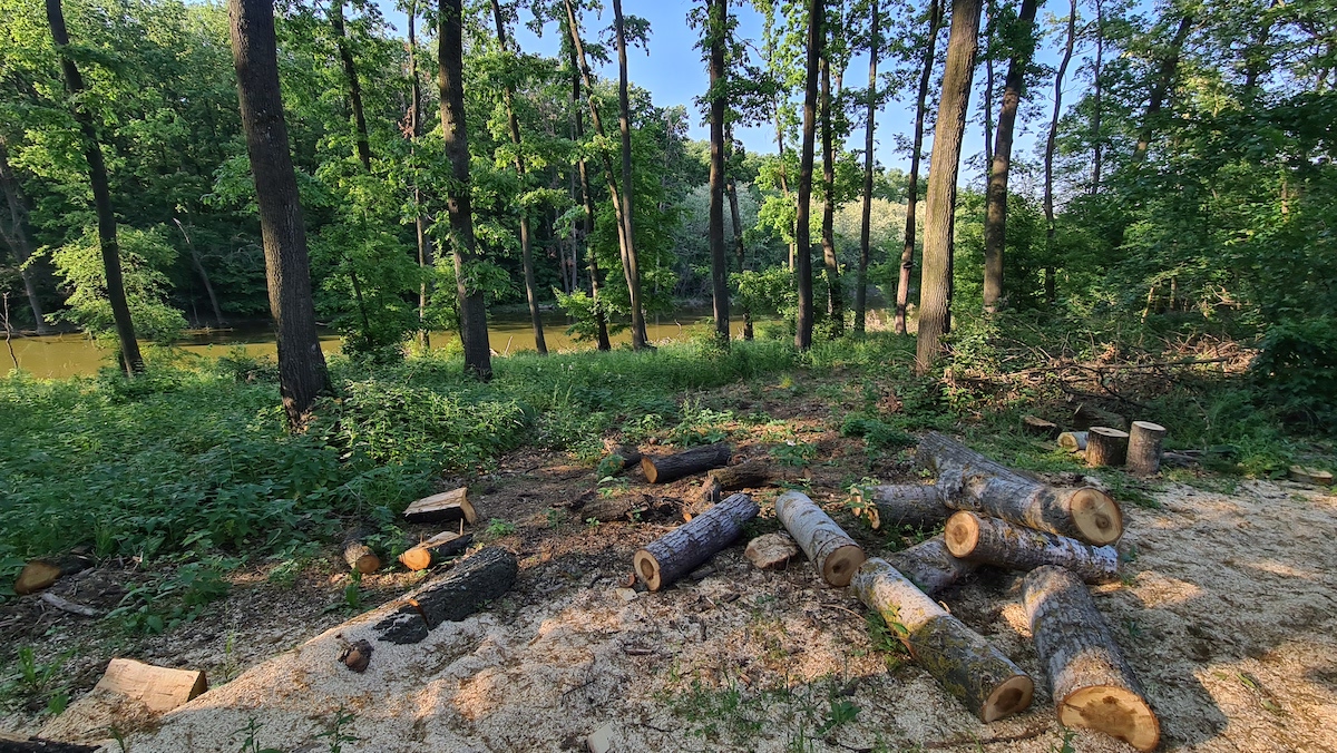 Protecting Bucharest’s surrounding forests, among proposed amendments to new Forestry Code