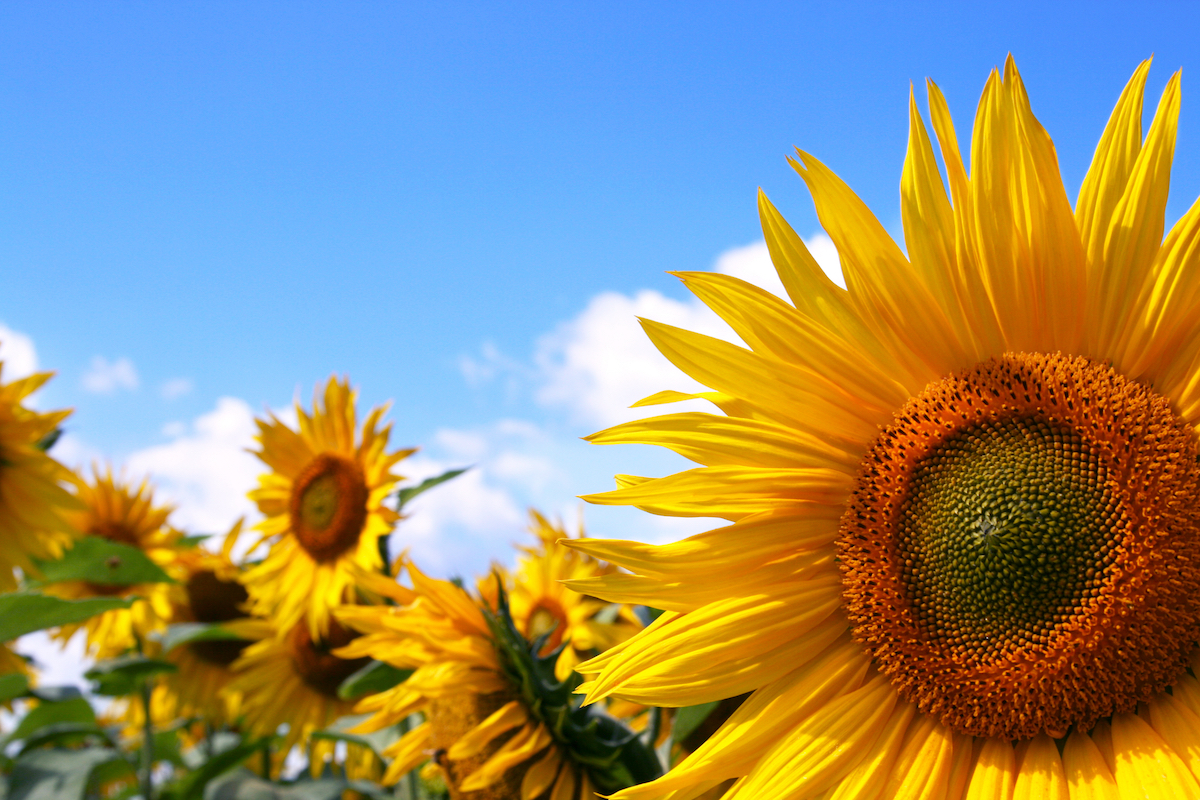 Romania’s balance of trade with sunflower remains negative