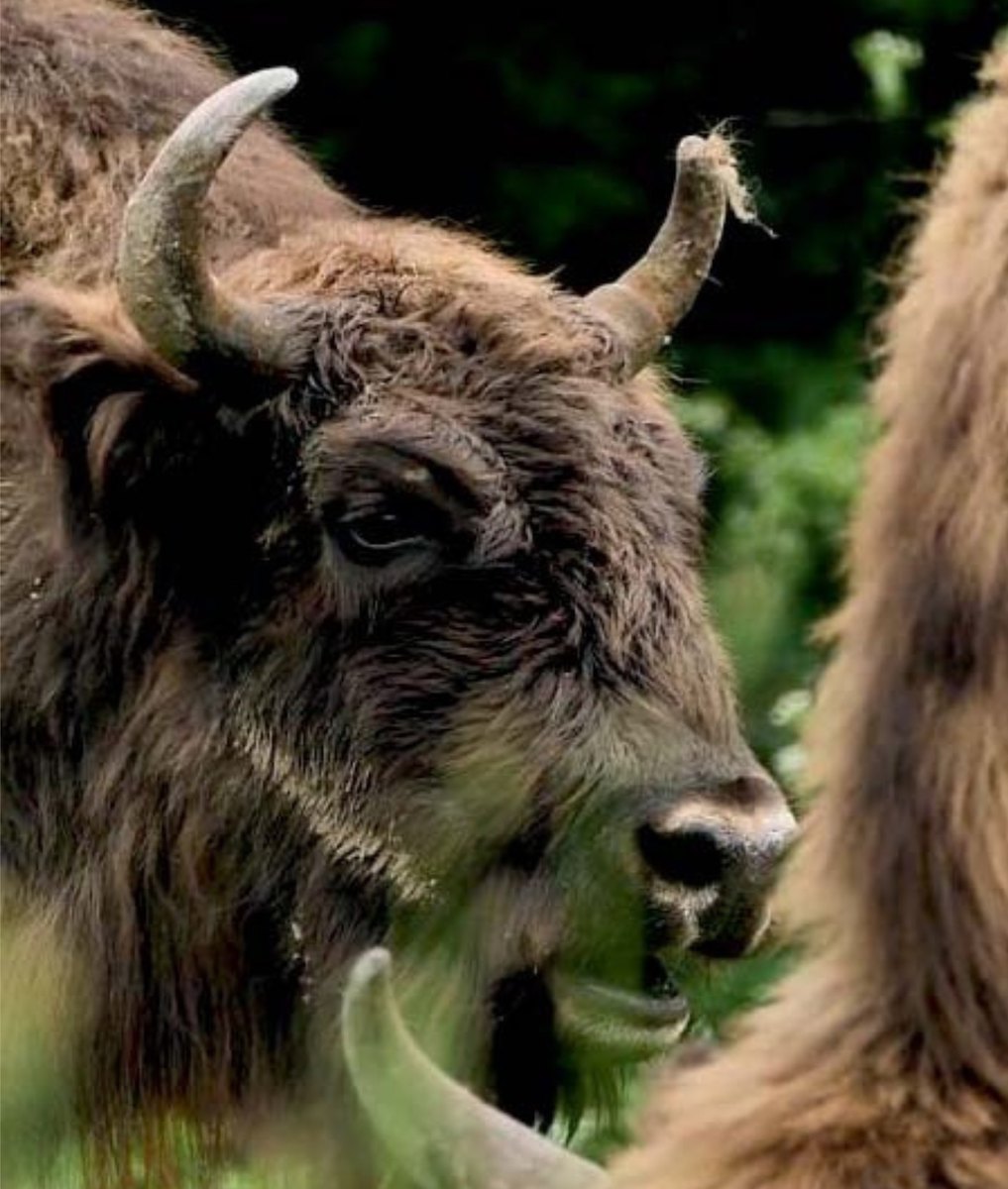 European bison from Romanian zoo selected to join reintroduction programme in Azerbaijan