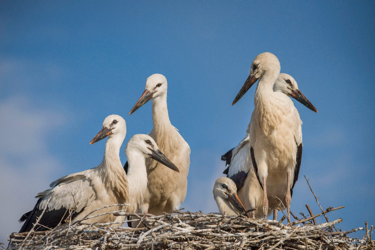 Over 400 new stork nests spotted in Romania this year with the help of dedicated app
