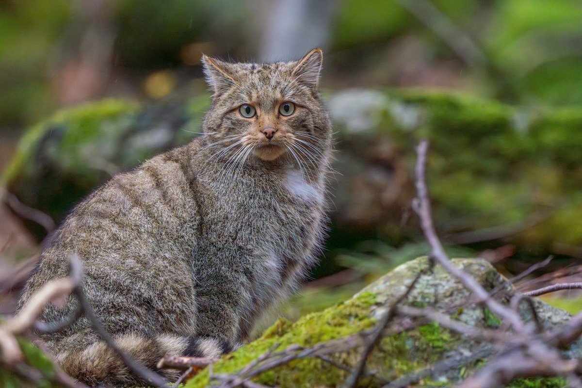 Wildcat photographed in Romania's Retezat National Park