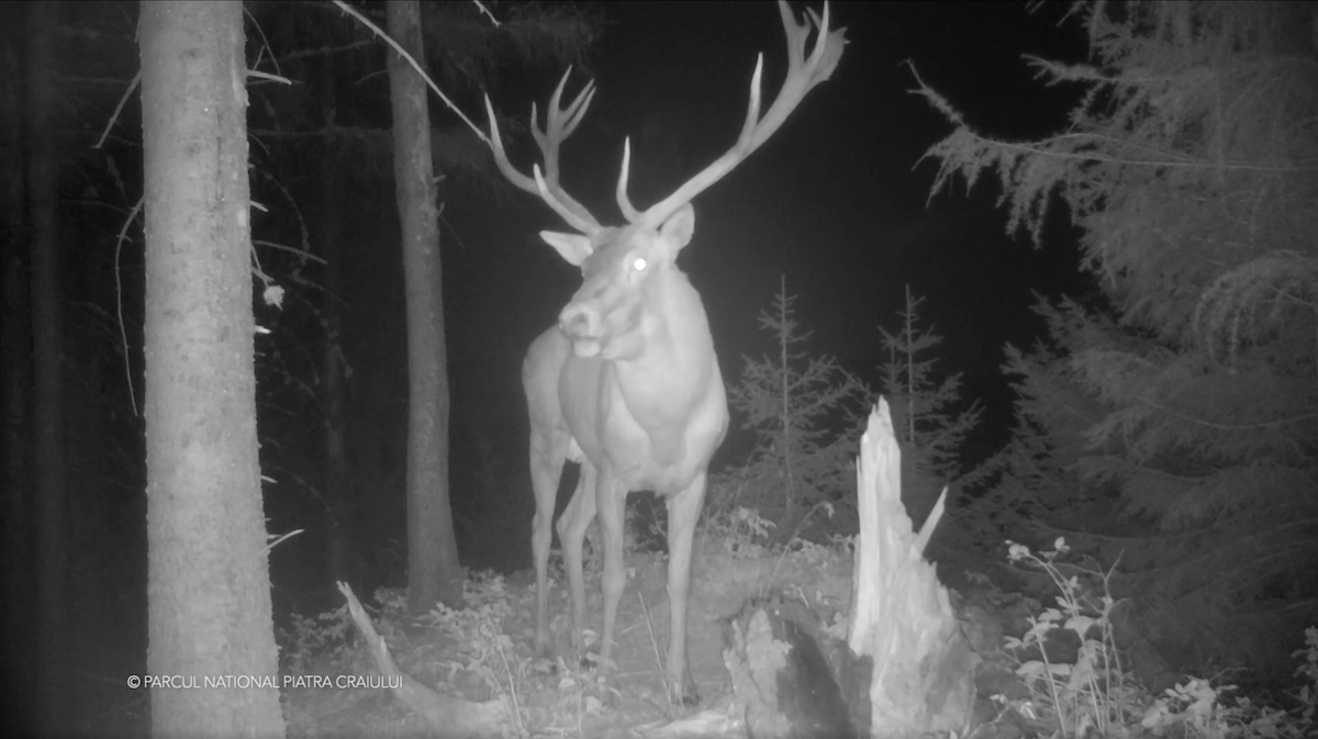 Watch: Stag spotted by monitoring camera in Romania's Piatra Craiului National Park