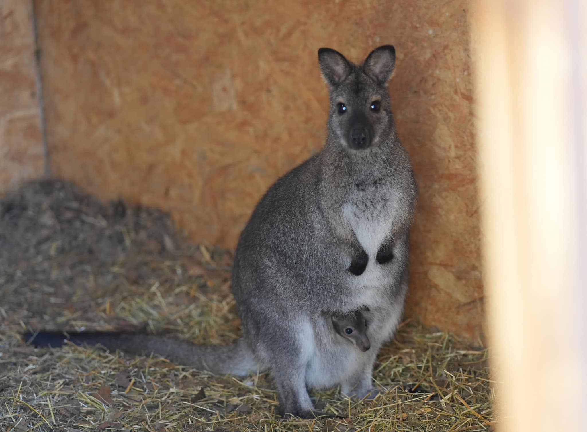 Southern Romania: Dwarf kangaroo born in Craiova Zoo