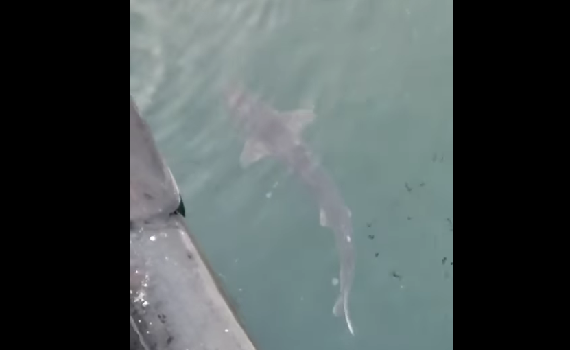 Small shark spotted in Romania’s Port of Constanța