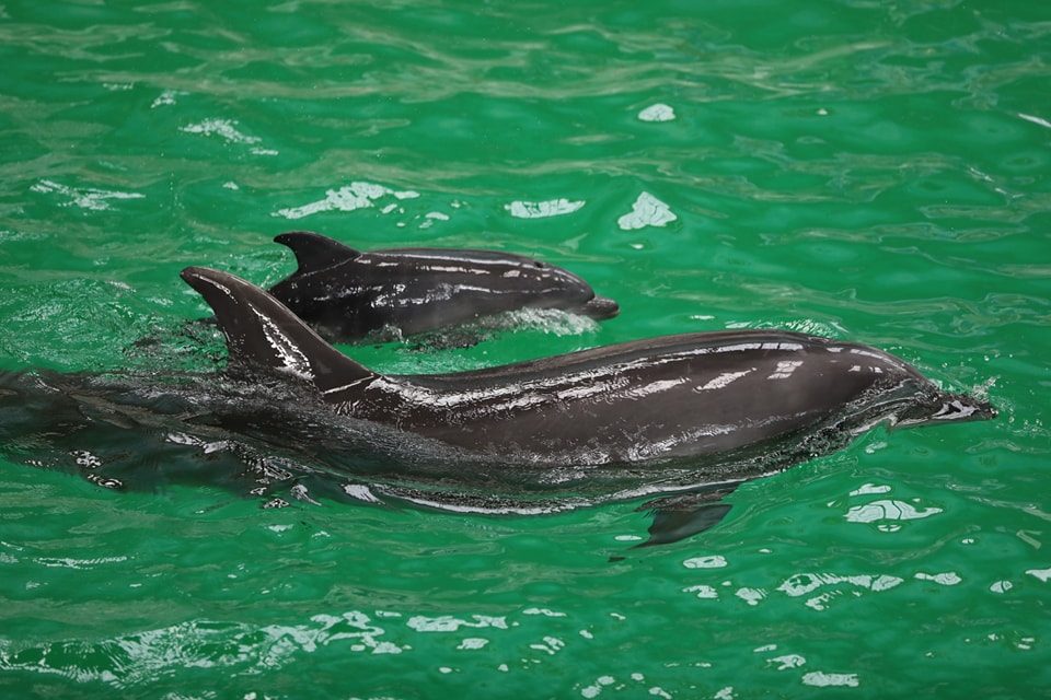 Baby dolphin born at Constanța Dolphinarium in Romania