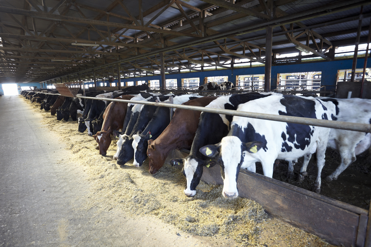 Polish cattle farmers get subsidies nearly twice as high as in Romania