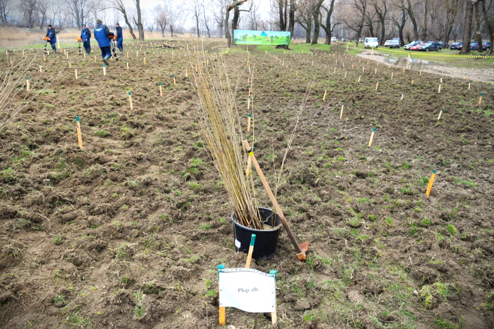 Romania’s National Forest Administration begins Tree Planting Month, plans for 26 million saplings planted