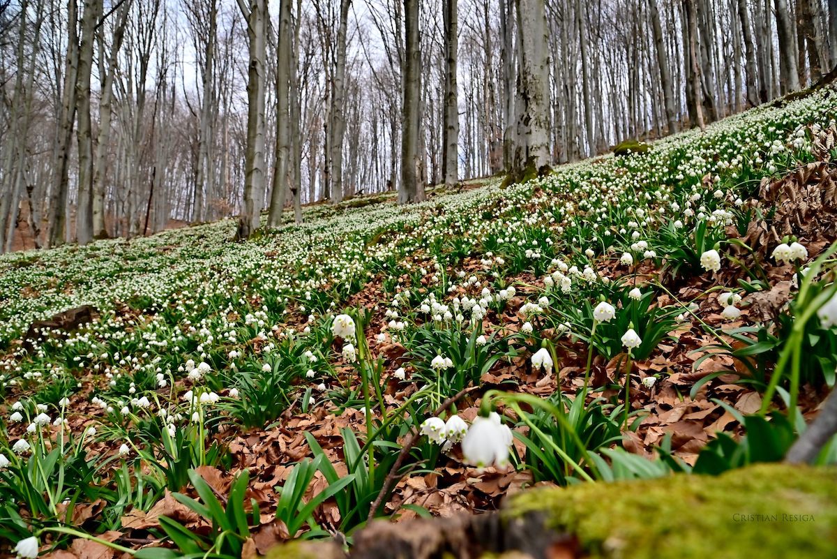 Carpet of snowdrops photographed in Romanian natural park