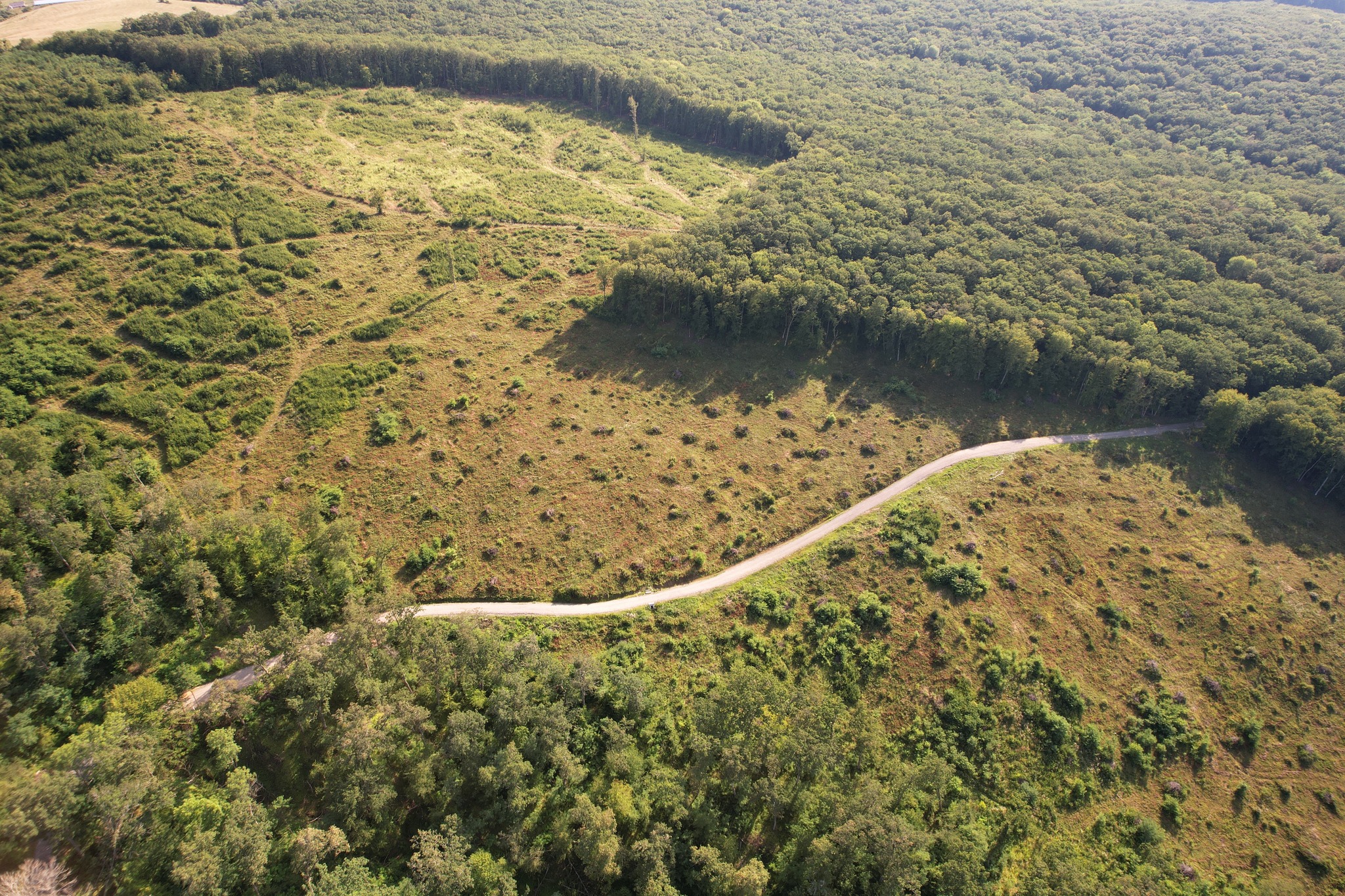 Environmental NGOs urge IKEA to better oversee its forestry operations in Romania in new report