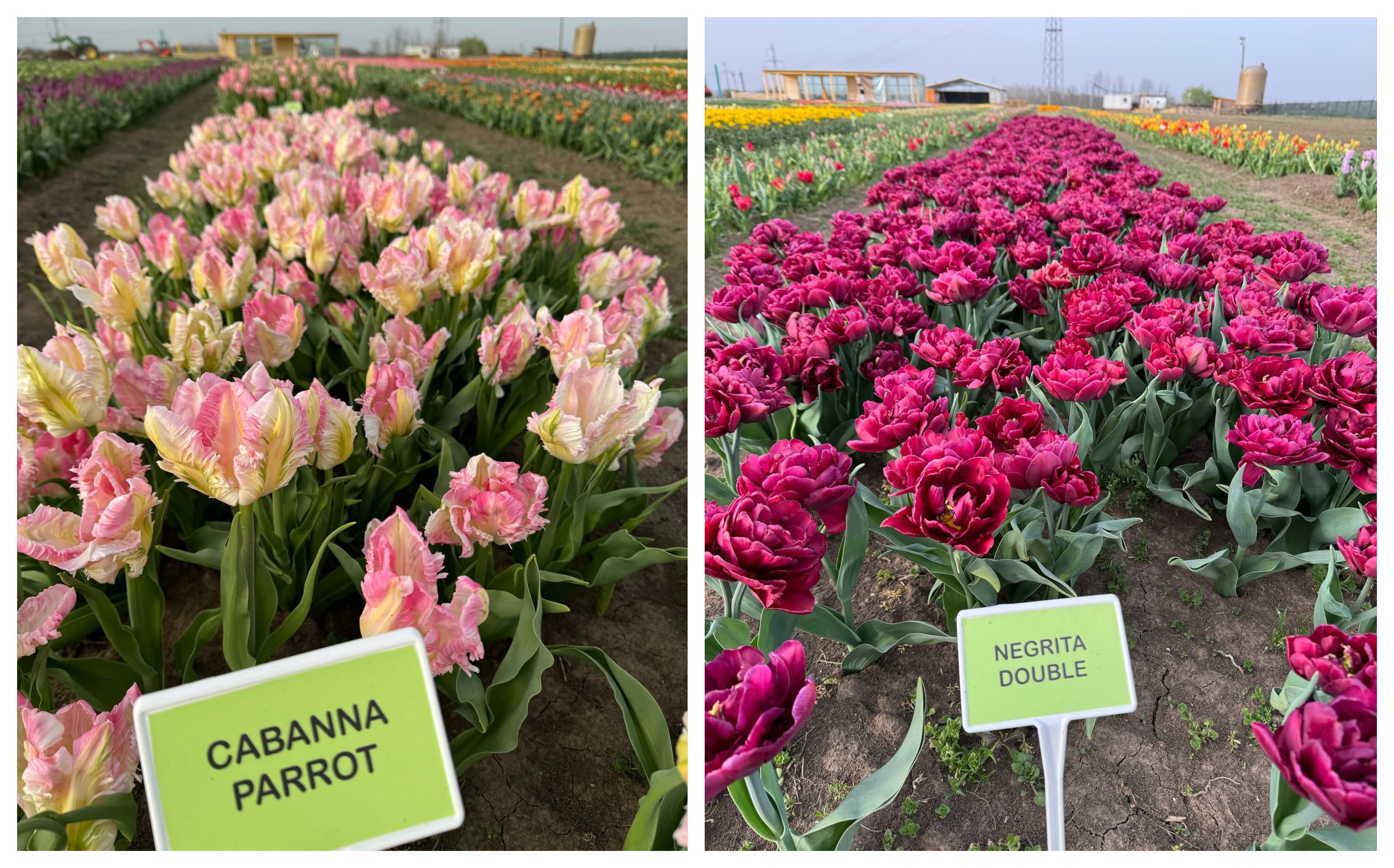 Nearly 600 varieties of tulips on display in Romanian village