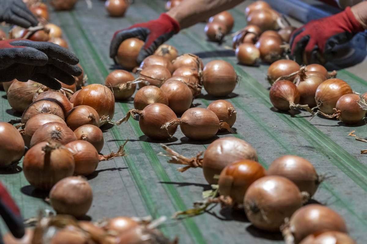 Romanian onion farmer invests EUR 8 mln in warehouse near Bucharest