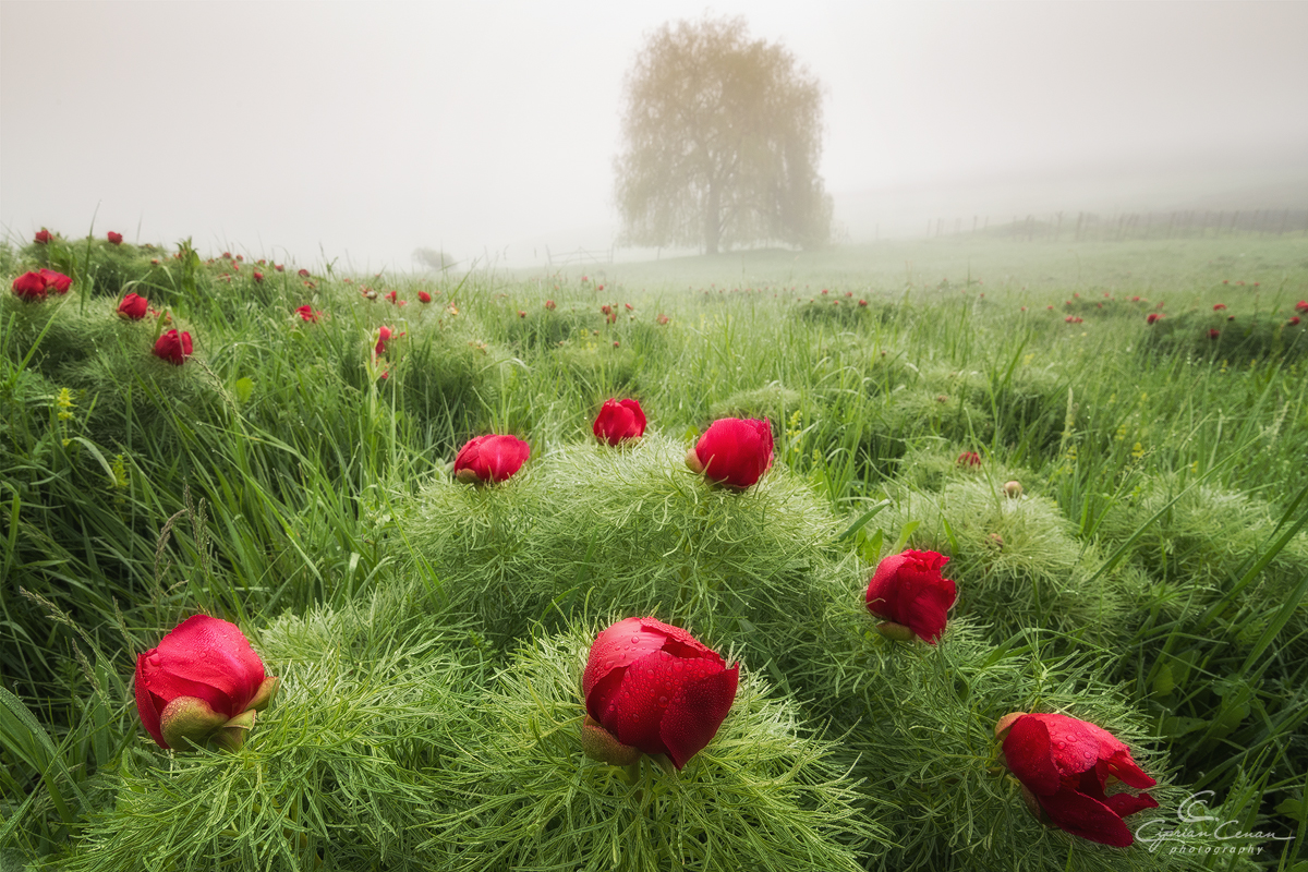 Central Romania: Steppe peonies at Zau de Câmpie Botanical Reserve blooming earlier this year