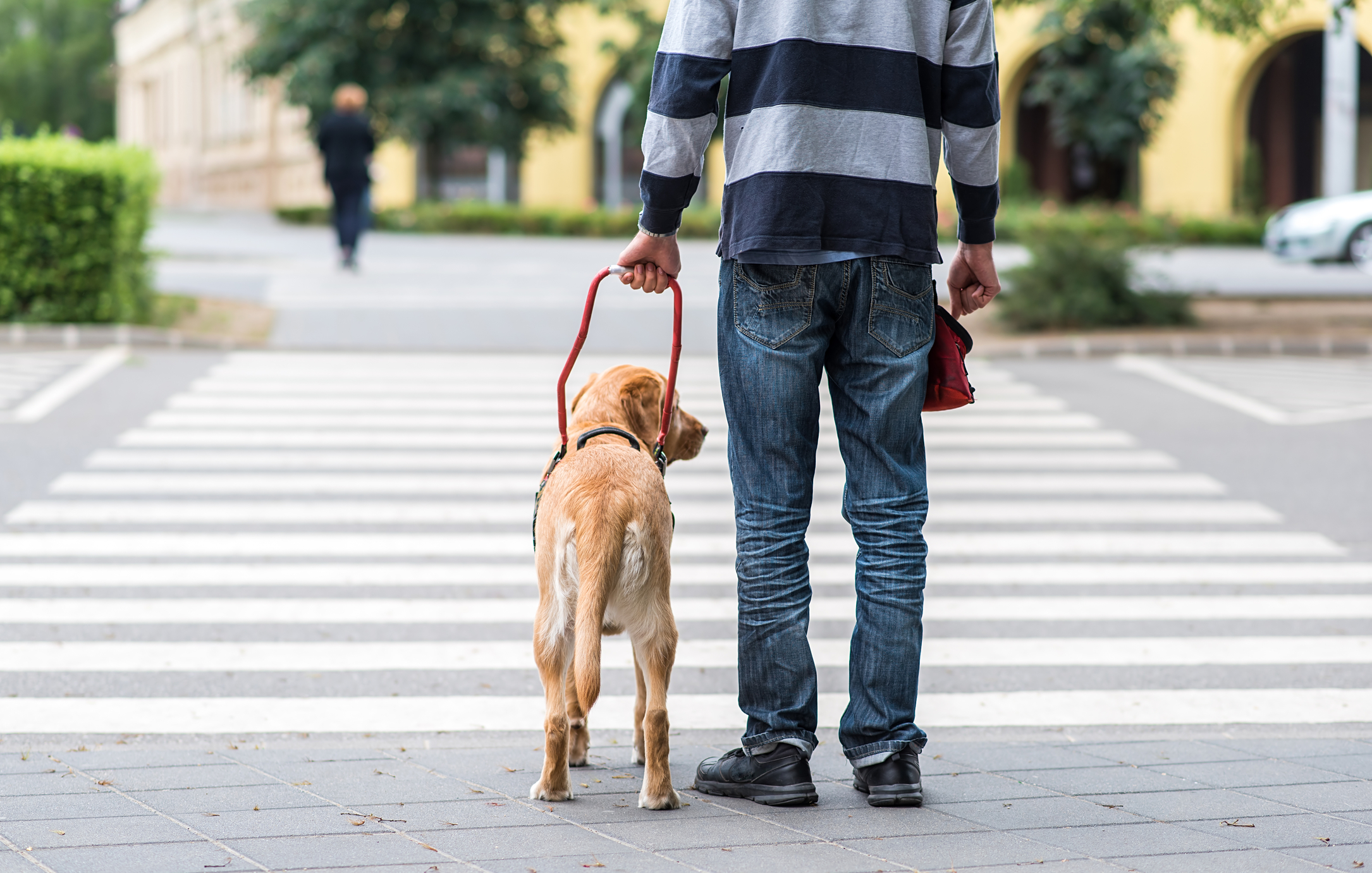 Romania passes law allowing guide dogs to accompany people with disabilities in all public spaces