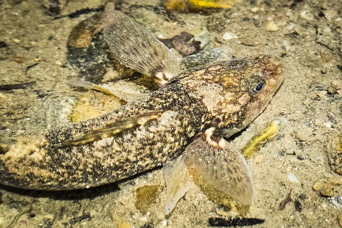 Romania’s unique ‘living fossil’ fish filmed after dark for first time as conservation project fights to save it from extinction