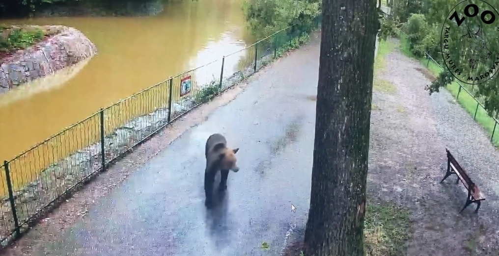 Central Romania: Wild bear breaks into Târgu Mureș Zoo, kills deer