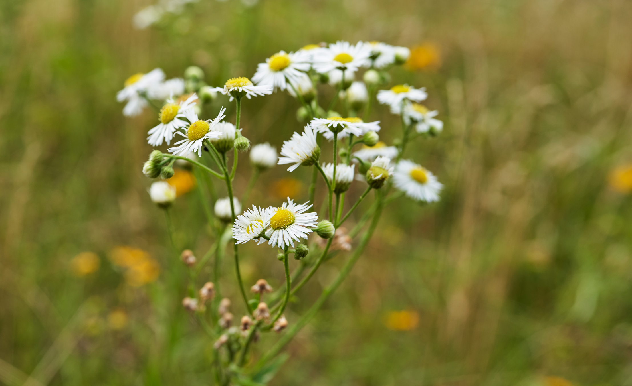 Non-profit points to growing problem of invasive alien plant species in Romania