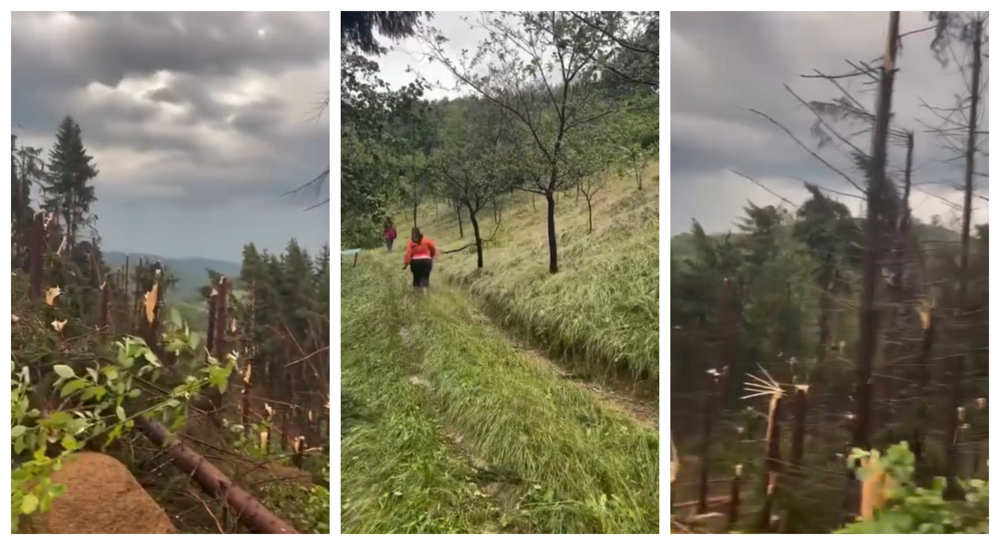 Northern Romania: Man struck by lightning, storm winds bring down a forest in Maramureș