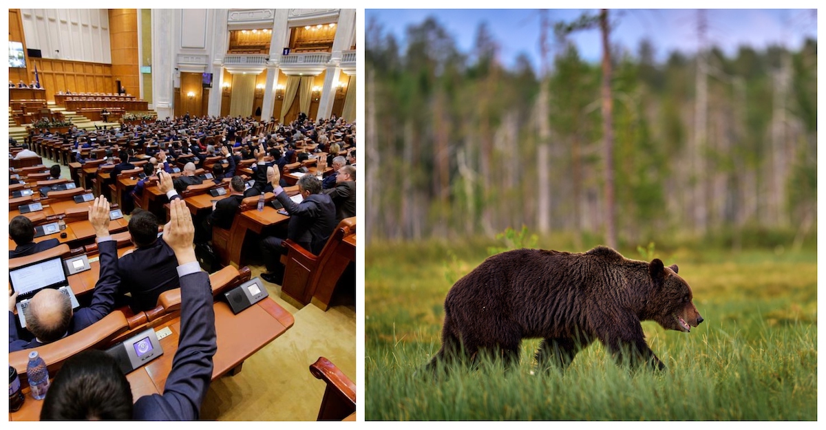 Parliament to meet in special session after deadly bear attack in Romania
