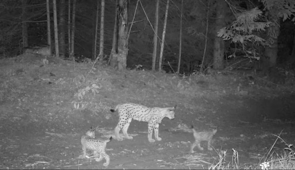 Two lynx kittens and their mother filmed in Romanian forest