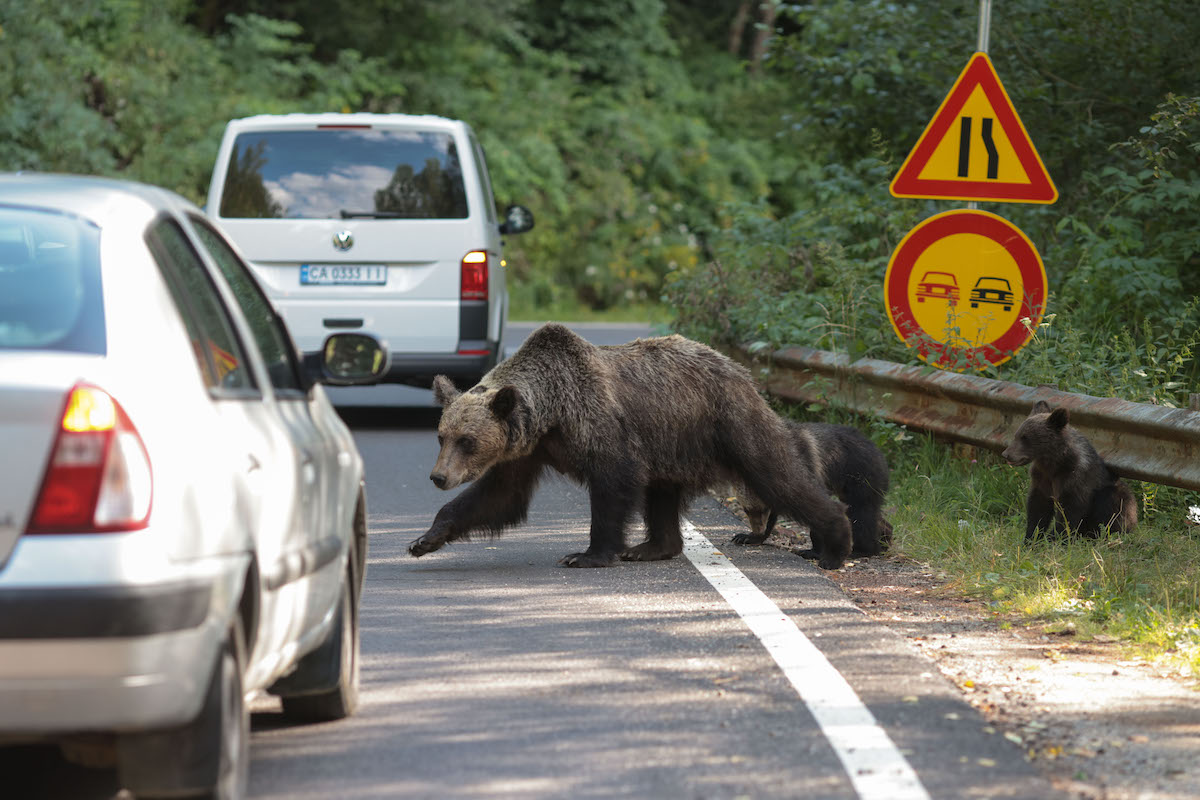 Travelers who feed bears on Romania’s Transfăgărășan risk getting two fines