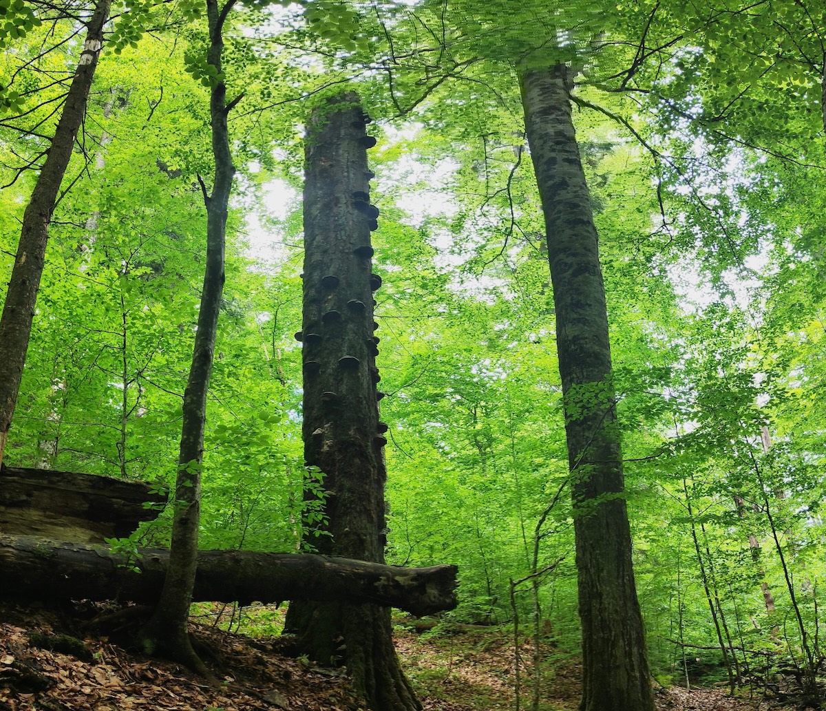  Traseu de terapie forestieră și cercetare Zona Albastră în pădurile străvechi din Băiuț, România
