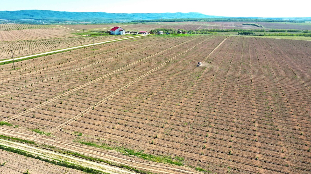Antreprenor român obține 4,6 mil. EUR din fonduri UE pentru extinderea și modernizarea plantațiilor de aluni din Satu Mare